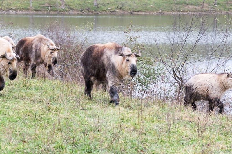 The Wilds Ohio Sichuan Takin