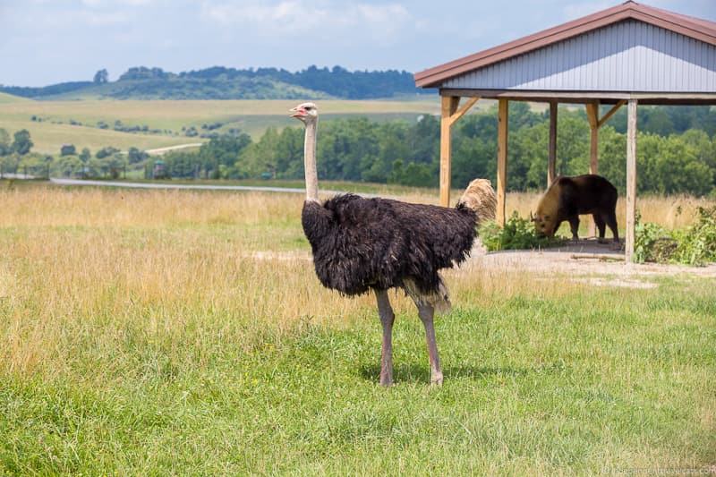 ostrich the Wilds Ohio animal safari park