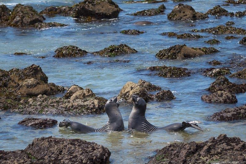 Elephant Seal Rookery San Simeon California