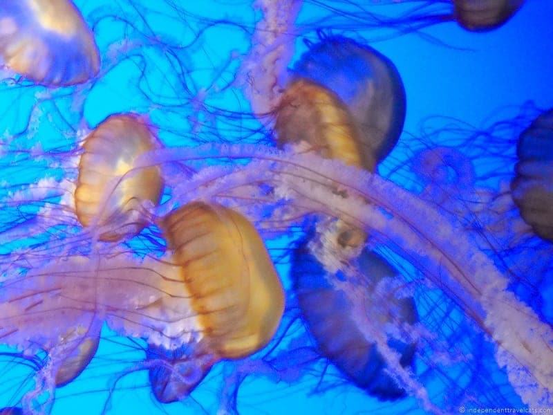 Monterey Bay Aquarium jellyfish California Pacific Coast Highway 1 road trip