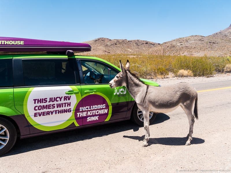 JUCY RV Oatman Arizona mule Route 66 road trip