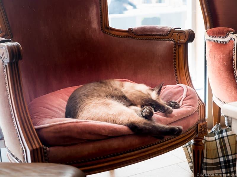 Le Café de Chats Paris Cat Cafe afternoon tea in Paris France