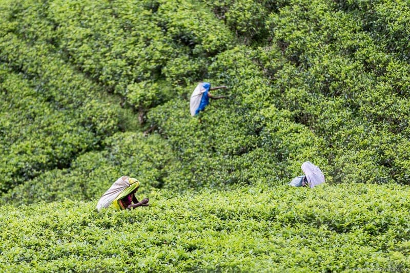 Ceylon Tea Trails Sri Lanka hotel resort Tea Country