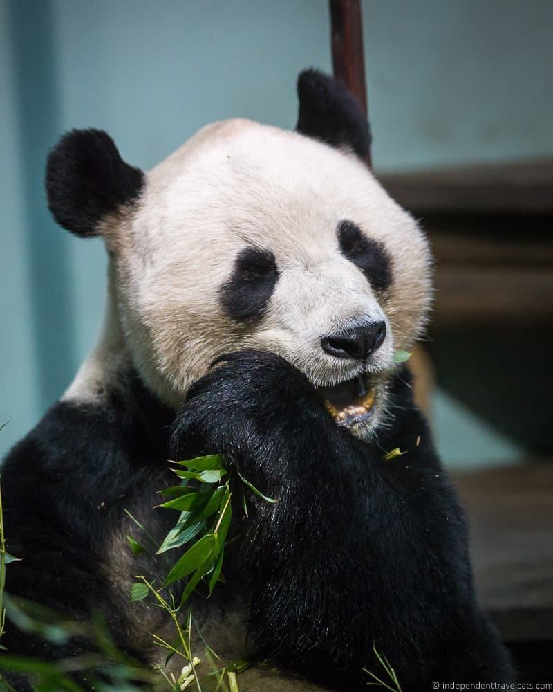 things to do in Edinburgh Edinburgh Zoo panda