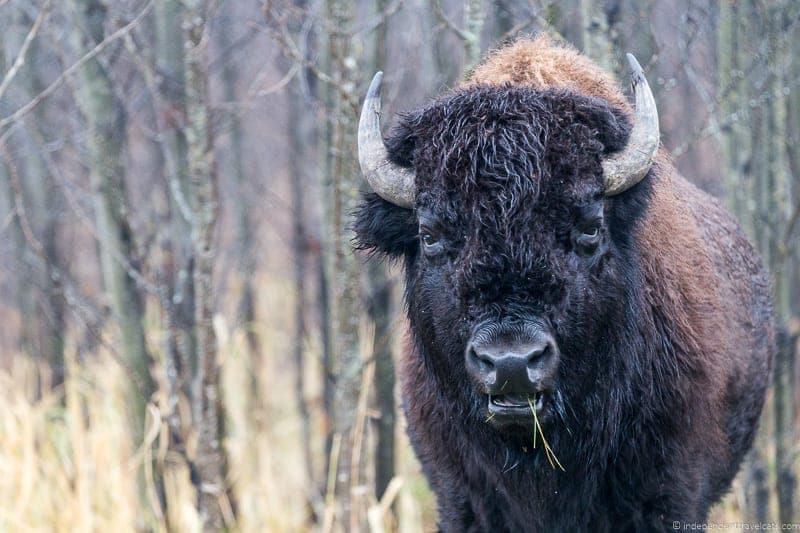 bison things to do in Edmonton Alberta Yeg guide