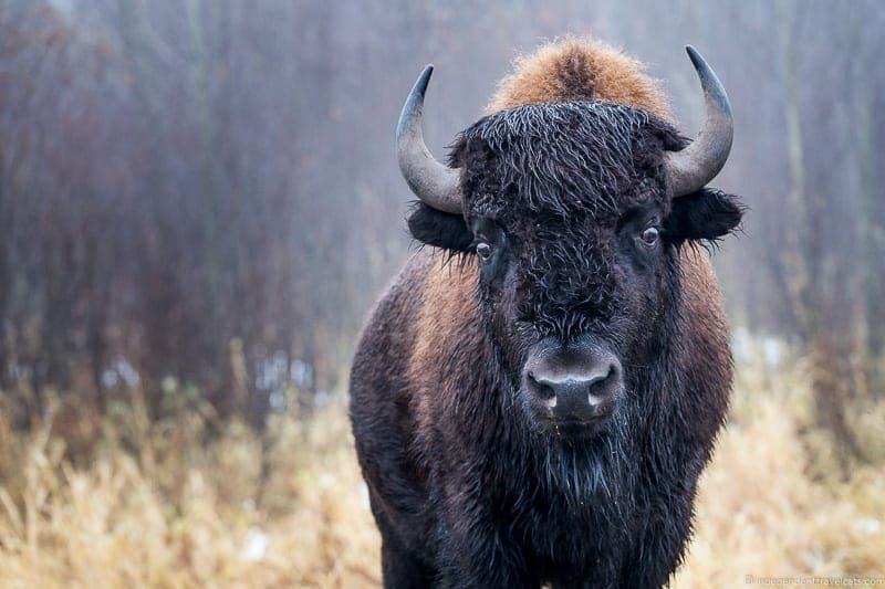 bison things to do in Edmonton Alberta Yeg guide