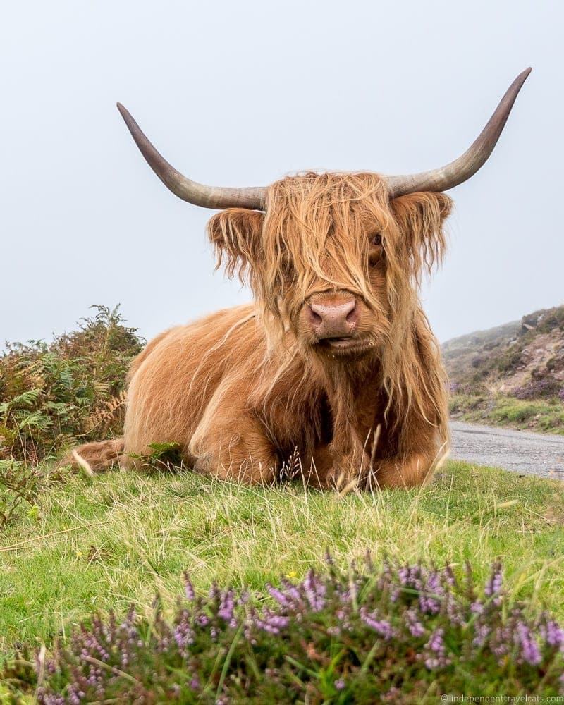 Highland coo Isle of Skye and Scottish Highlands itinerary trip Scotland