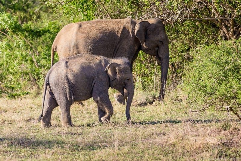 One Week Sri Lanka Itinerary For Couples Wildlife Tea - 