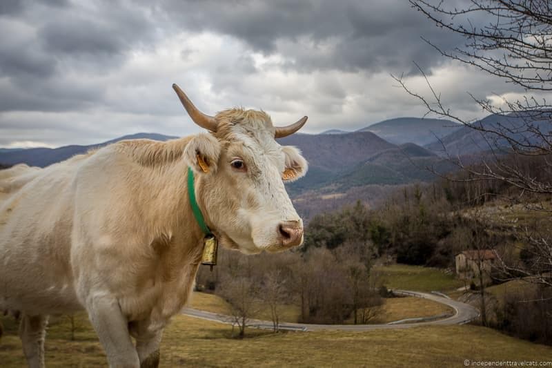 cow things to do in the Spanish Pyrenees in Catalonia Spain
