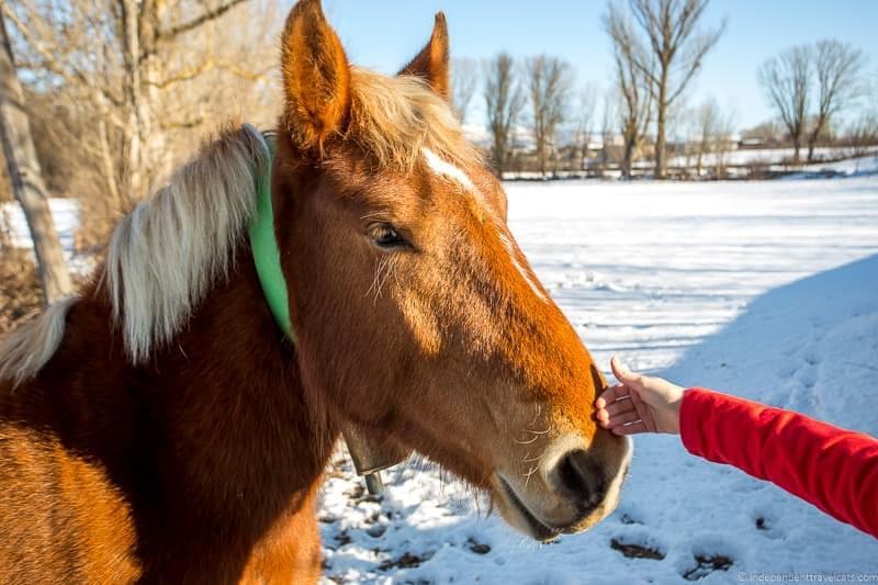 Pyrenees horse things to do in the Spanish Pyrenees in Catalonia Spain