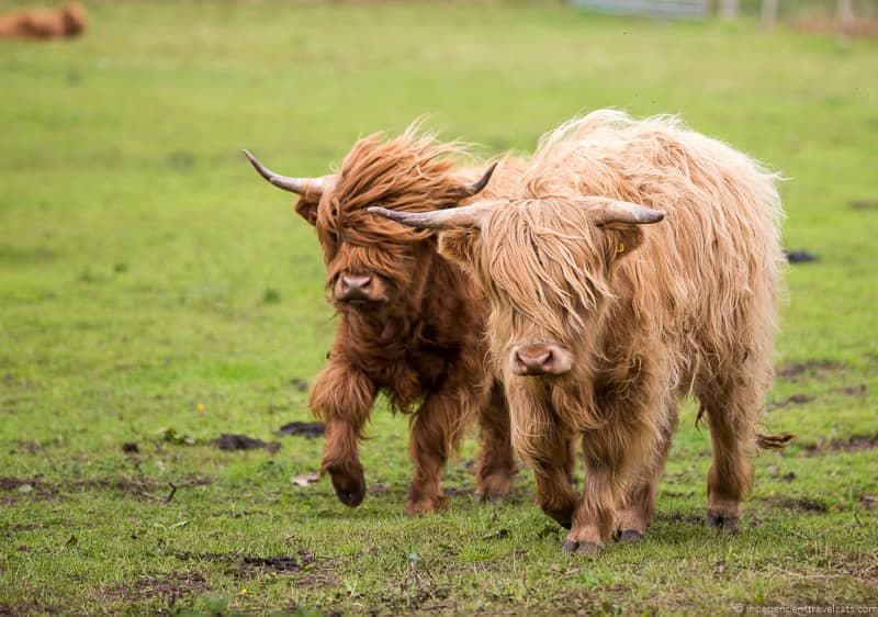 Highland Cattle 1 week North Coast 500 itinerary Scotland