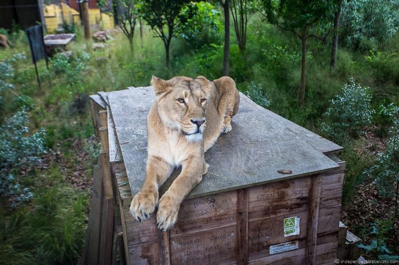 lion London Zoo 6 days in London itinerary