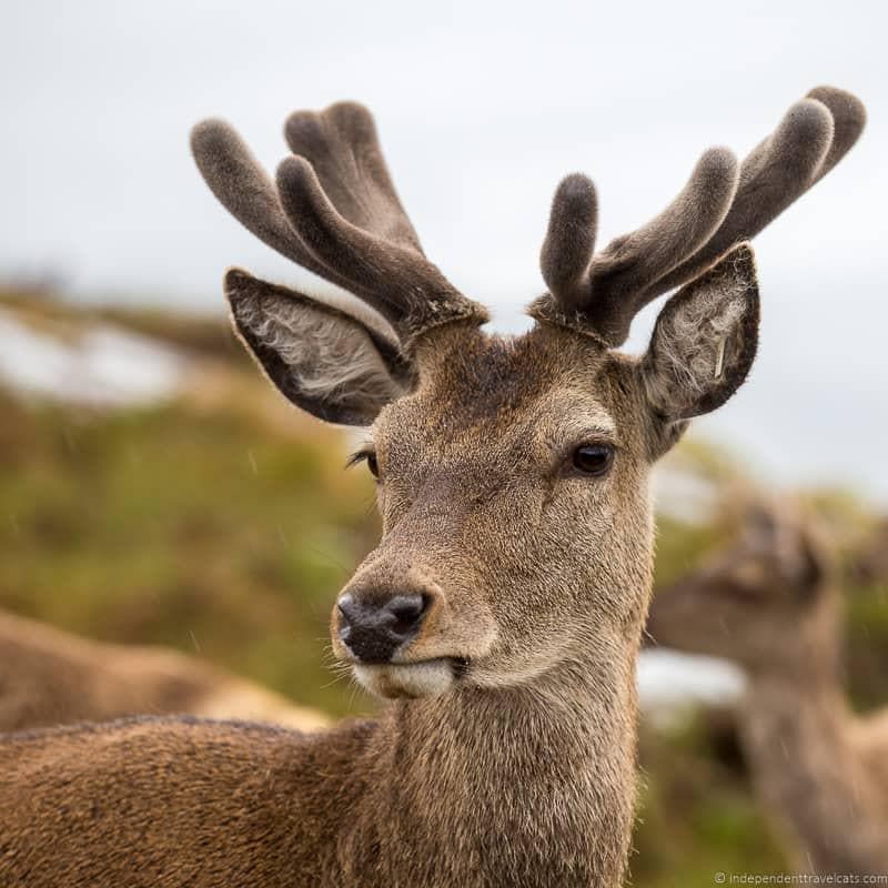 red deer North Coast 500 itinerary Scotland