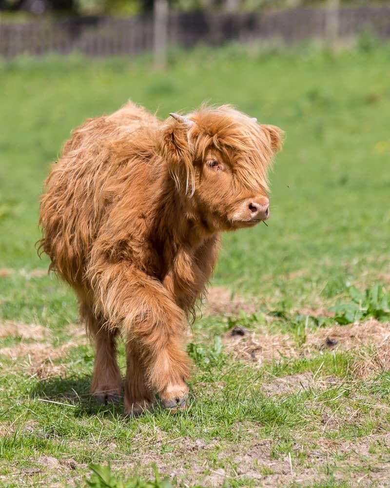 Highland coo North Coast 500 road trip guide