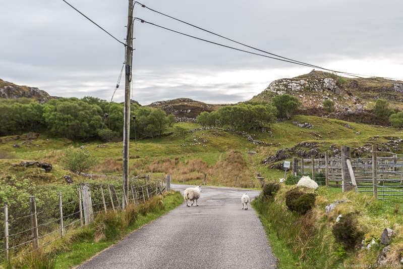 sheep North Coast 500 route guide