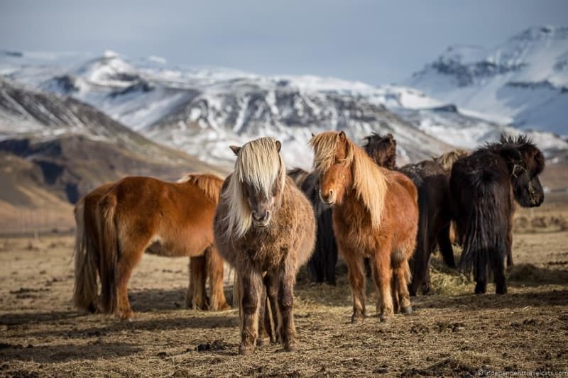 Icelandic horses Iceland in winter activities day trips tours