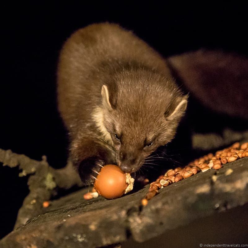 pine marten things to do in the Cairngorms National Park in winter