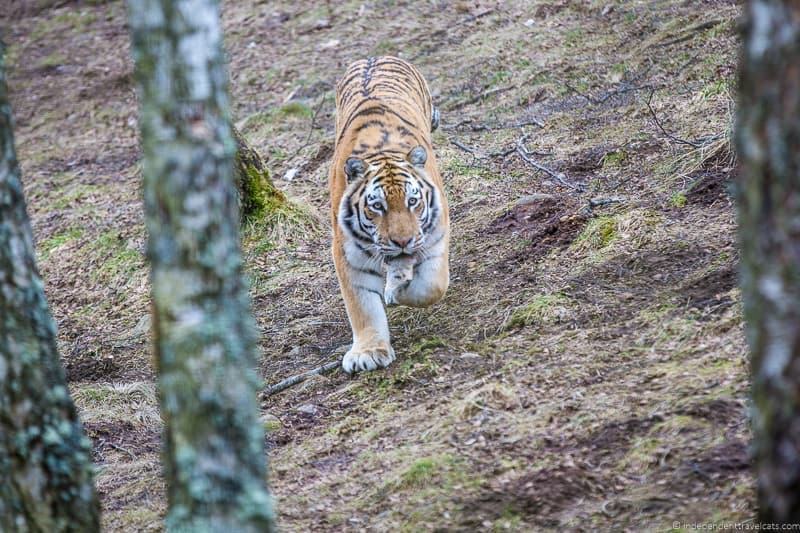 things to do in the Cairngorms National Park in winter