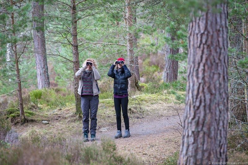 birdwatching things to do in the Cairngorms National Park in winter