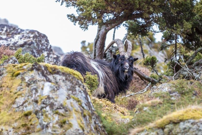 mountain goat things to do in the Cairngorms National Park in winter