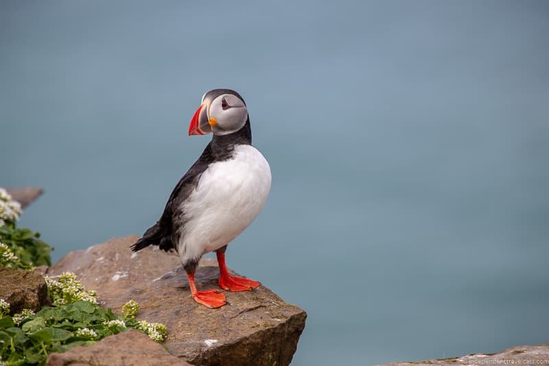 puffin Iceland on a Budget Iceland budget tips how to save money