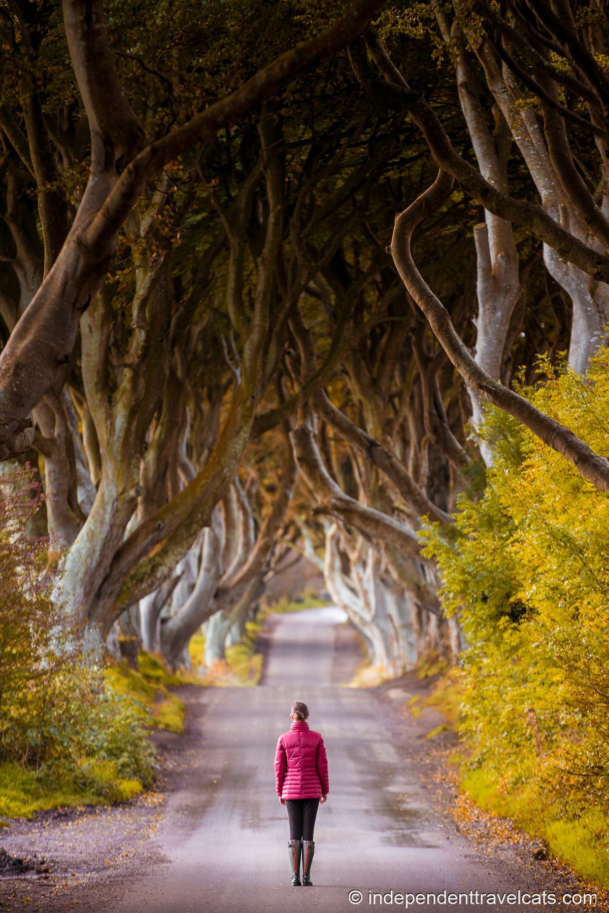 The Dark Hedges Northern Ireland north end