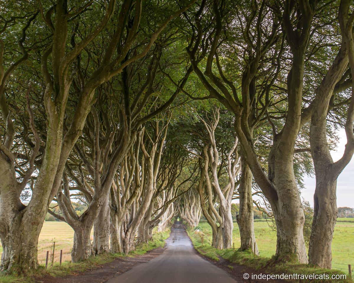The Dark Hedges Northern Ireland - south end shot