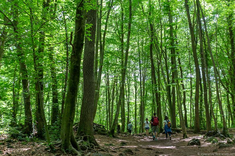 La Fageda d'en Jorda Beech forest La Garrotxa Pyrenees Catalonia Spain