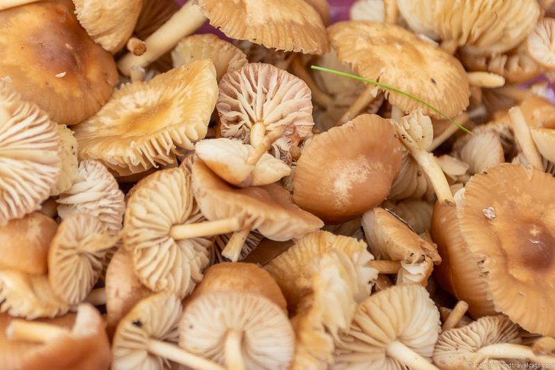 wild mushrooms La Garrotxa Pyrenees Catalonia Spain