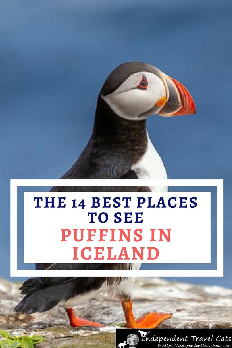 Our detailed guide to where to see puffins in Iceland. We'll share with you 14 of the best places to find puffins in Iceland. We'll tell you about the best spots, and share with you where it is, how to get there, and what to expect at each site. We'll also share what tours you can take to see Atlantic puffins, advice on seeing puffins in a responsible manner, and tips on getting great photos of puffins. #puffinsinIceland #Iceland #Icelandtravel #puffin #puffins #Icelandwildlife #birdwatching