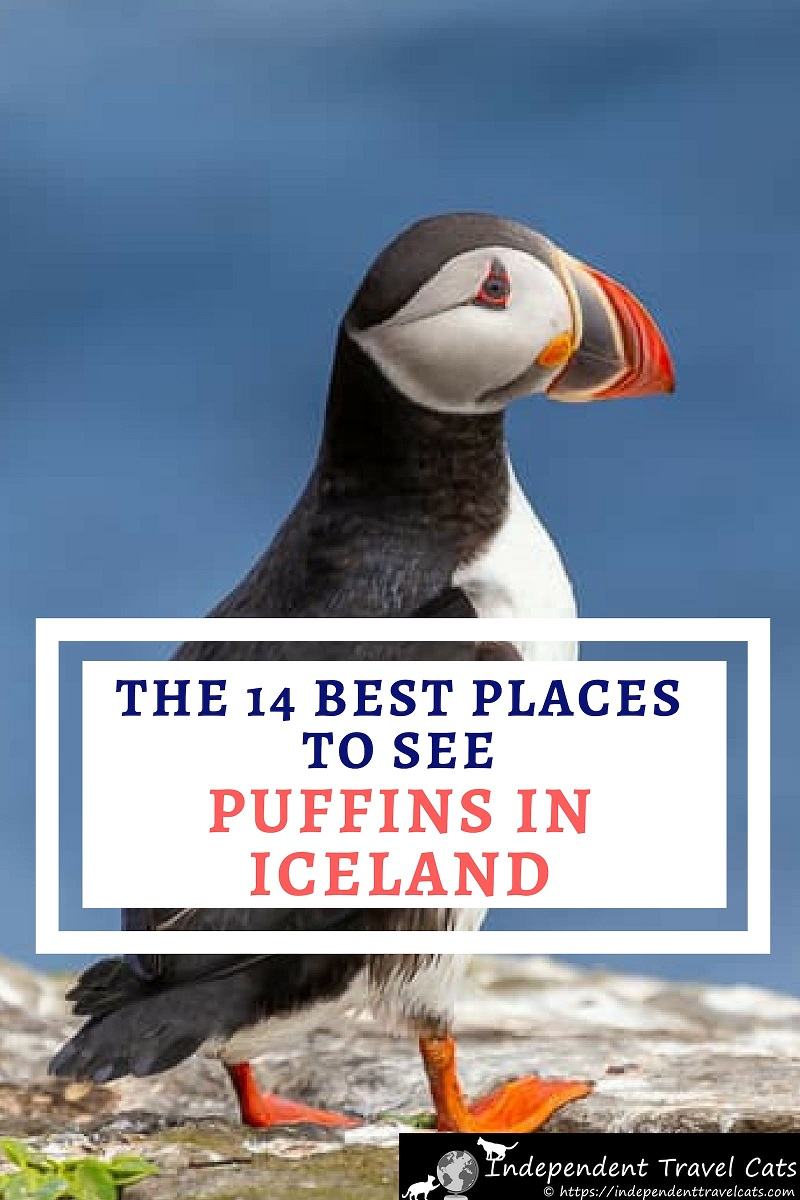 Puffins in Iceland: How, When and Where to See Them