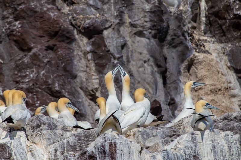 northern gannets puffins in Iceland guide Iceland puffin