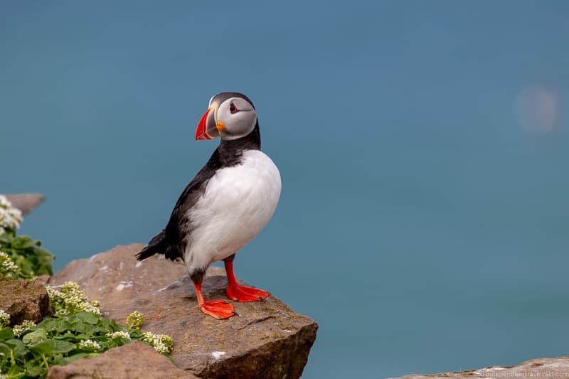 Photographing Atlantic Puffins in Iceland