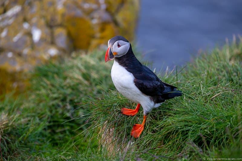 puffins in Iceland guide Iceland puffin