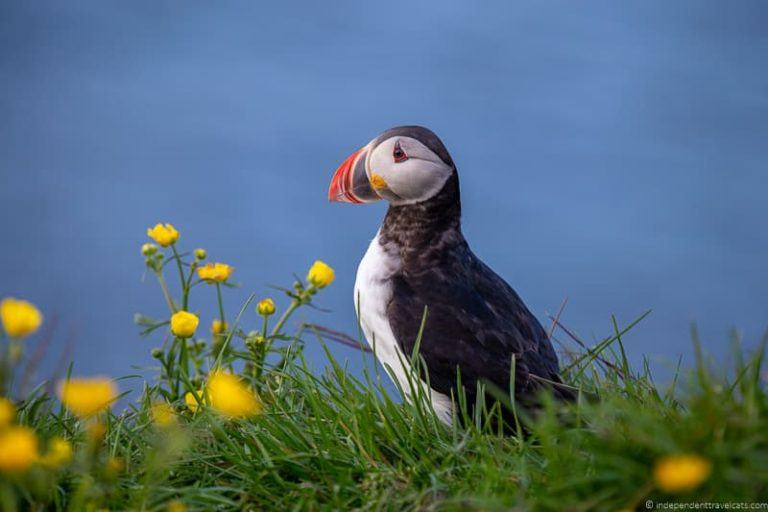 Puffins in Iceland A Guide to Where to See Puffins in Iceland