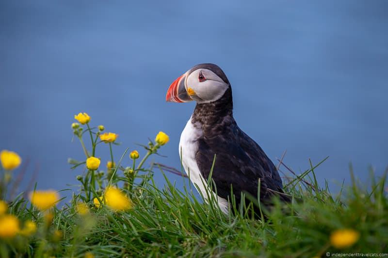 Photographing Atlantic Puffins in Iceland