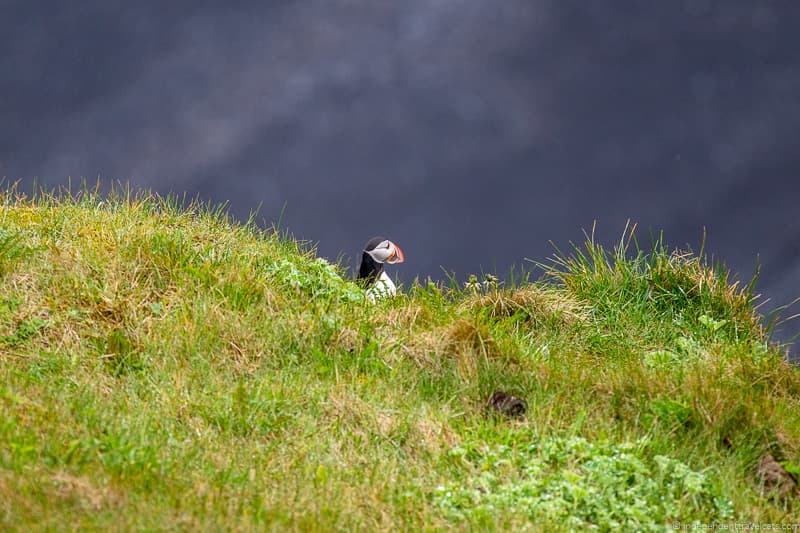 Dyrholaey puffins in Iceland guide Iceland puffin
