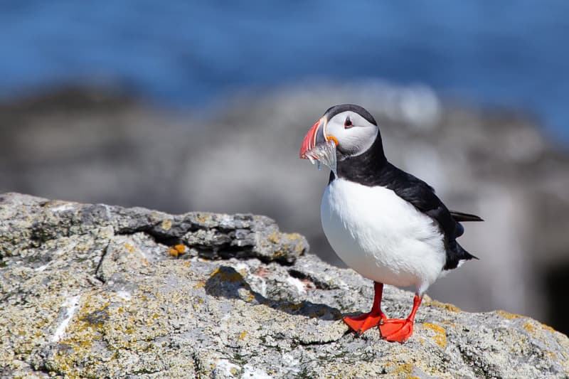 Vigur Island puffins in Iceland guide Iceland puffin