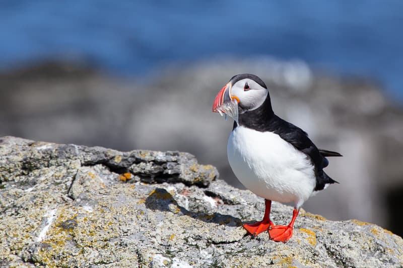 Puffins in Iceland: How, When and Where to See Them