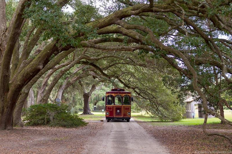 Charleston Tea Plantation trolley Charleston plantations guide South Carolina plantation tours