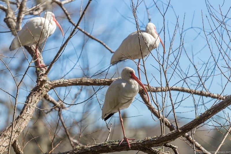 white ibis Magnolia Plantation Audubon Swamp Garden Charleston plantations guide South Carolina plantation tours