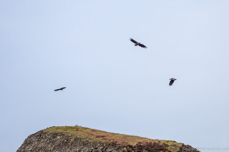 eagles birdwatching Isle of Raasay travel guide things to do on the Isle of Raasay