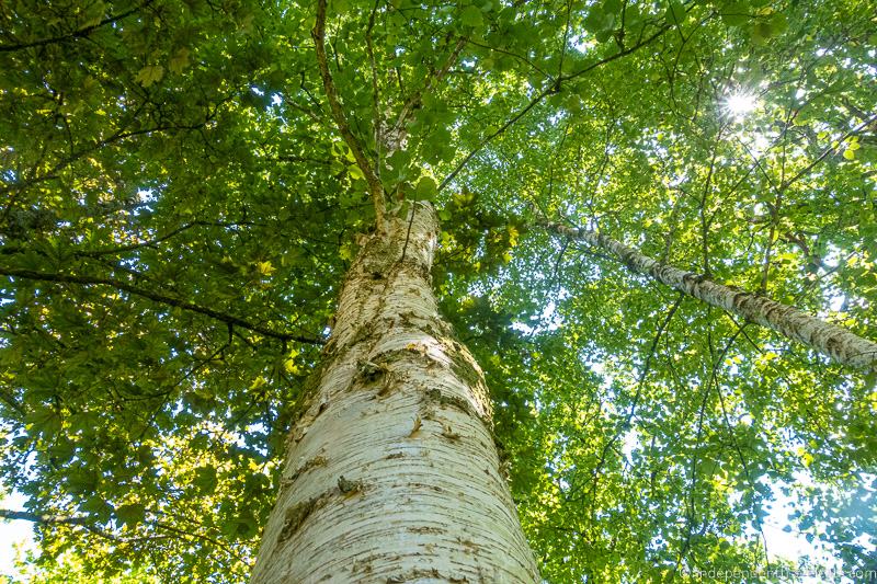 birch tree Isle of Raasay