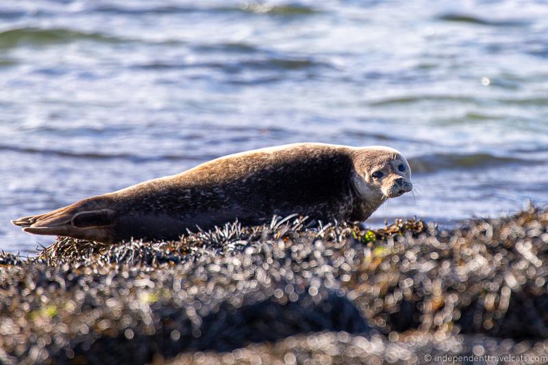 common seal harbor seal Isle of Raasay travel guide things to do on the Isle of Raasay