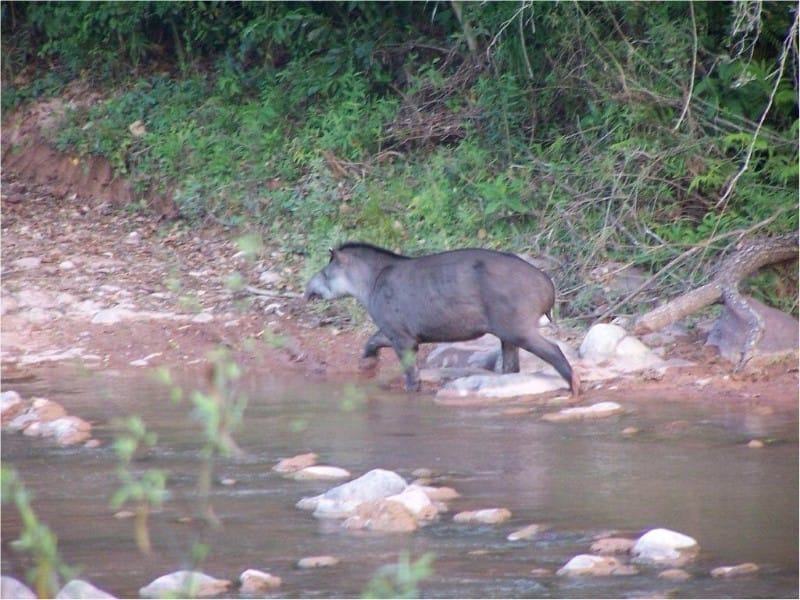 El Pantanoso Reserve Argentina World Land Trust Fundación Biodiversidad-Argentina