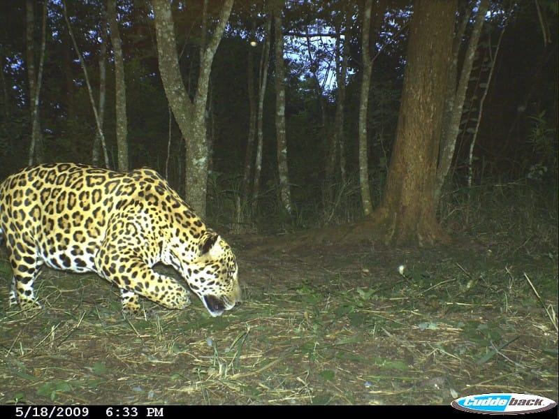 El Pantanoso Reserve Argentina World Land Trust Fundación Biodiversidad-Argentina