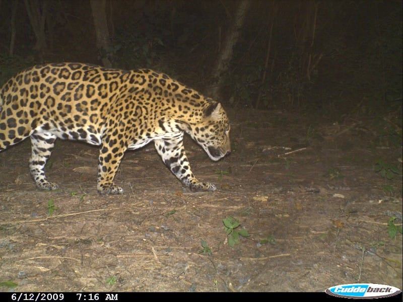 El Pantanoso Reserve Argentina World Land Trust Fundación Biodiversidad-Argentina