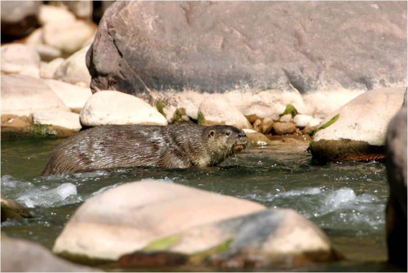 El Pantanoso Reserve Argentina World Land Trust Fundación Biodiversidad-Argentina