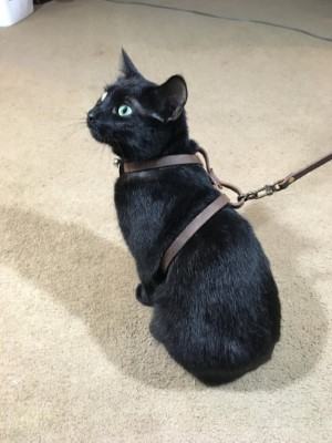 leather cat harness cat accessories made in USA