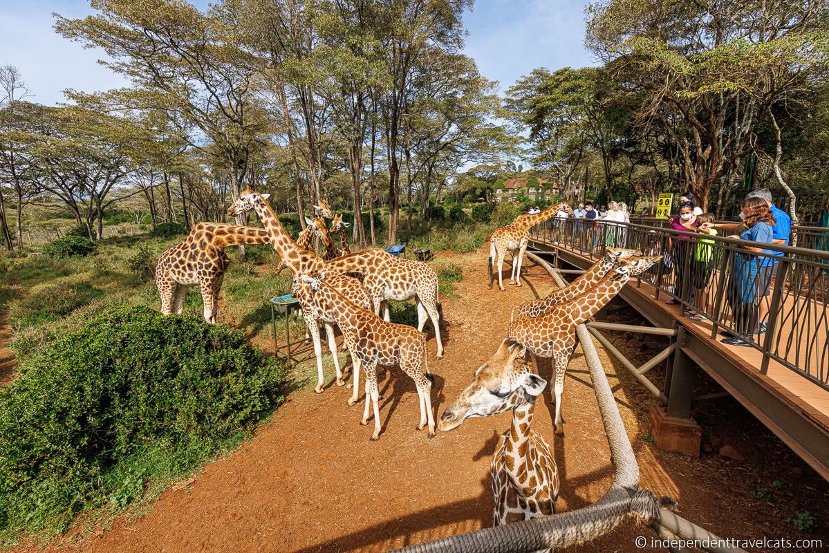 Giraffe Centre giraffes 1 day Nairobi Kenya itinerary
